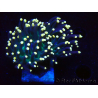 WYSIWYG Euphyllia glabrescens (Maricultura aclimatada bajo LED) 8B2