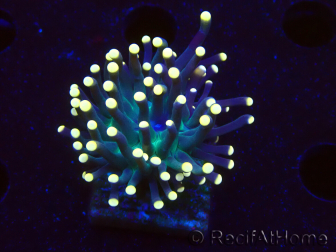 WYSIWYG Euphyllia glabrescens (Maricultura aclimatada bajo LED) 8B4