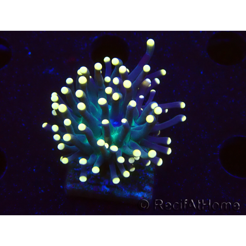 WYSIWYG Euphyllia glabrescens (Mariculture acclimaté sous LED) 8B4