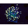 WYSIWYG Euphyllia glabrescens (Maricultura aclimatada bajo LED) 8B4