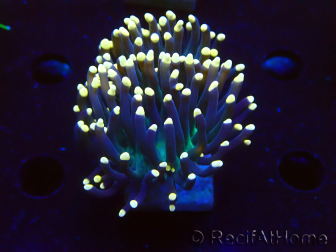 WYSIWYG Euphyllia glabrescens (Mariculture acclimaté sous LED) 8B5