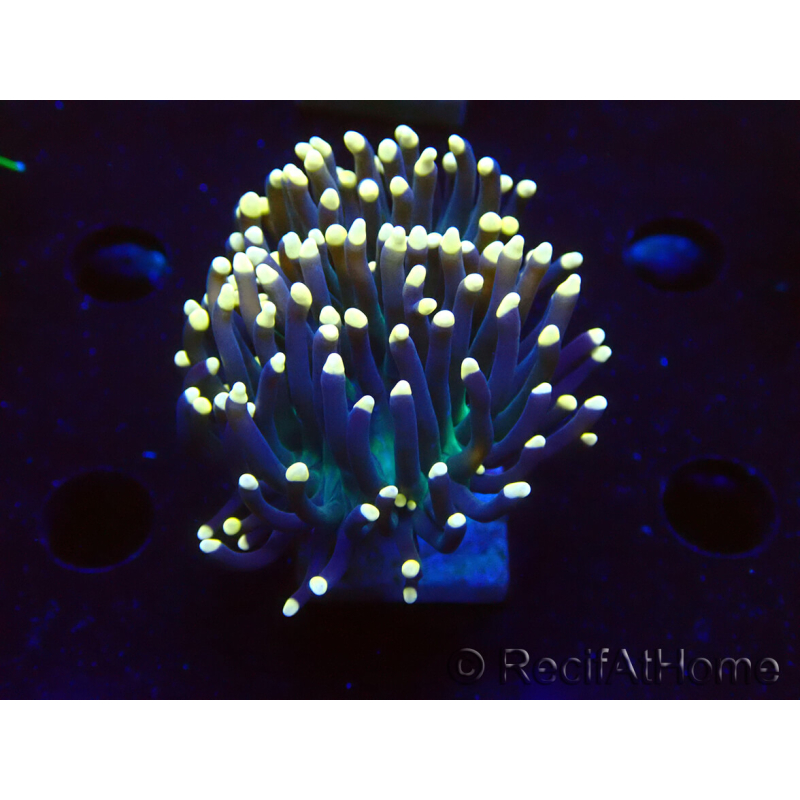 WYSIWYG Euphyllia glabrescens (Aklimatisiert aus Marikultur unter LED) 8B5
