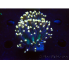 WYSIWYG Euphyllia glabrescens (Aklimatisiert aus Marikultur unter LED) 8B5