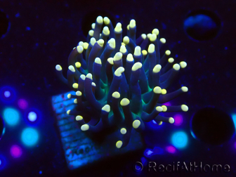 WYSIWYG Euphyllia glabrescens (Mariculture acclimated under LED) 8B6