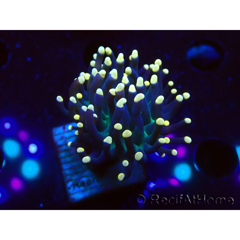WYSIWYG Euphyllia glabrescens (Marikultur akklimatisiert unter LED) 8B6