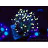 WYSIWYG Euphyllia glabrescens (Marikultur akklimatisiert unter LED) 8B6