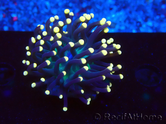 WYSIWYG Euphyllia glabrescens Nuclear Fusion (Mariculture acclimaté sous LED) 8B7