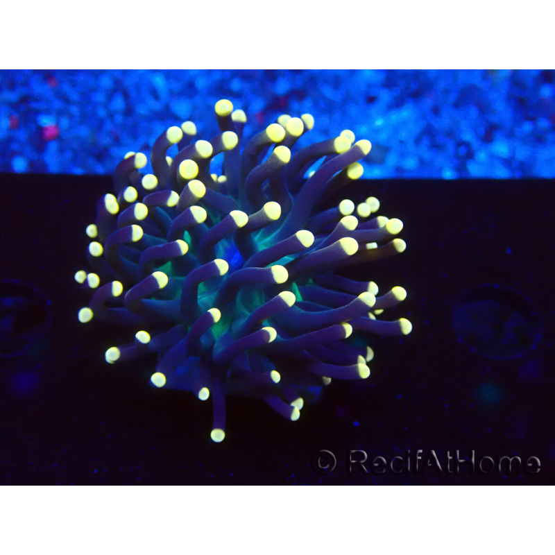WYSIWYG Euphyllia glabrescens (Maricultura aclimatada bajo LED) 8M3