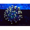 WYSIWYG Euphyllia glabrescens (Marikultur akklimatisiert unter LED) 8M3