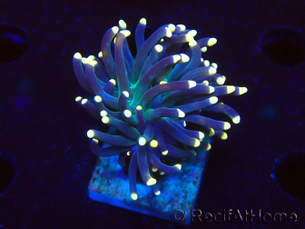 WYSIWYG Euphyllia glabrescens (Maricultura aclimatada bajo LED) 8M4