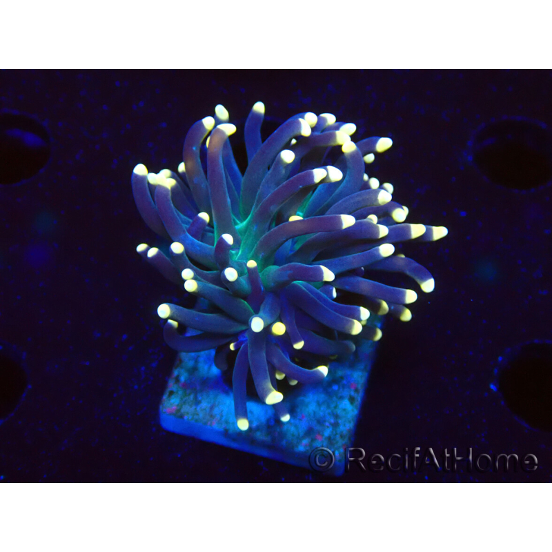 WYSIWYG Euphyllia glabrescens (Maricultura aclimatada bajo LED) 8M4