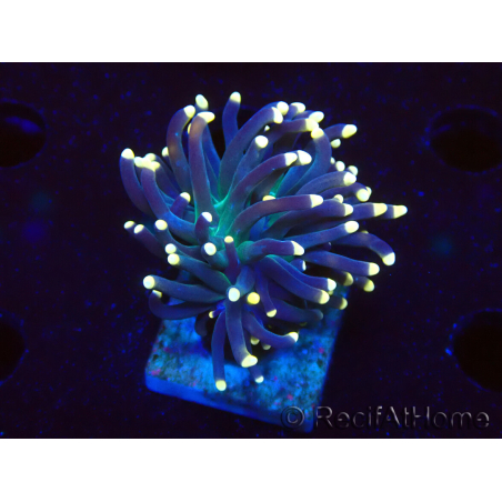 WYSIWYG Euphyllia glabrescens (Mariculture acclimaté sous LED) 8B8