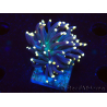 WYSIWYG Euphyllia glabrescens (Maricultura aclimatada bajo LED) 8M4