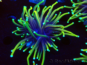 WYSIWYG Euphyllia glabrescens (Mariculture acclimated under LED) 8C1