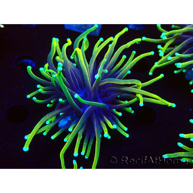 WYSIWYG Euphyllia glabrescens (Mariculture acclimaté sous LED) 8C1