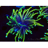 WYSIWYG Euphyllia glabrescens (Mariculture acclimaté sous LED) 8C1