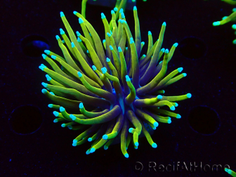 WYSIWYG Euphyllia glabrescens (Marikultur akklimatisiert unter LED) 8C2
