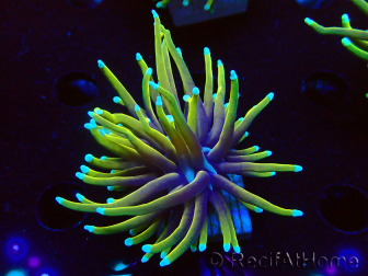 WYSIWYG Euphyllia glabrescens (Mariculture acclimated under LED) 8C3
