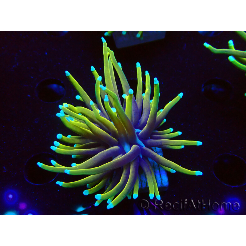 WYSIWYG Euphyllia glabrescens (Maricultura aclimatada bajo LED) 8C3