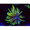 WYSIWYG Euphyllia glabrescens (Mariculture acclimaté sous LED) 8C3