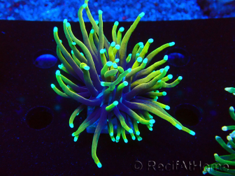 WYSIWYG Euphyllia glabrescens (Marikultur, akklimatisiert unter LED) 8C4