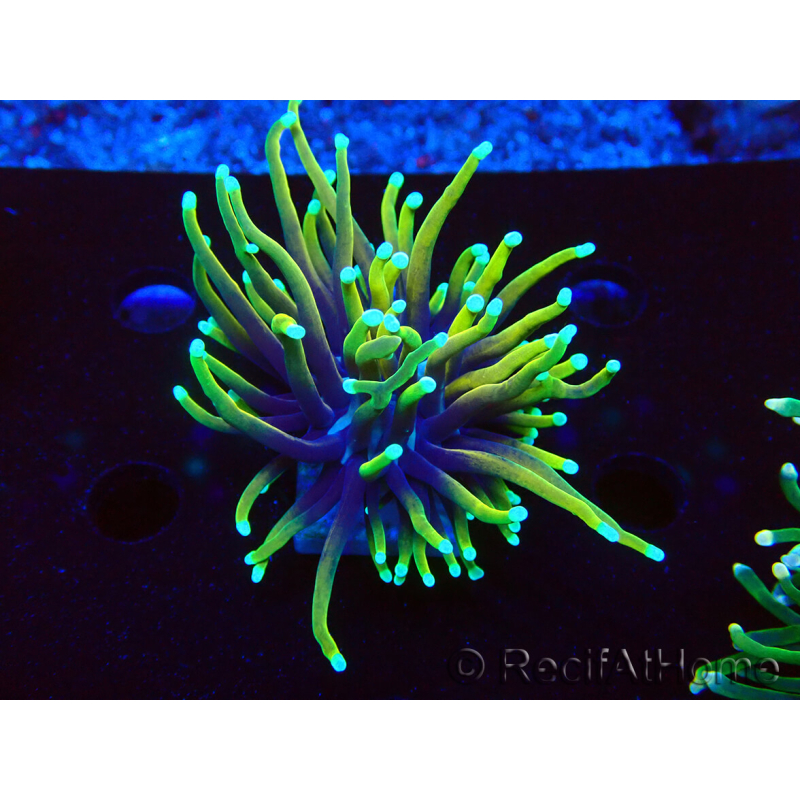 WYSIWYG Euphyllia glabrescens (Mariculture acclimated under LED) 8C4