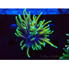 WYSIWYG Euphyllia glabrescens (Maricultura aclimatada bajo LED) 8C4