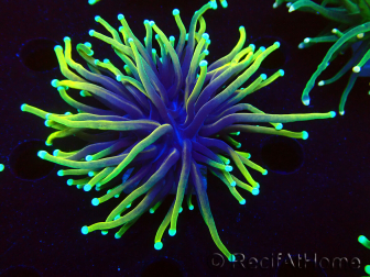 WYSIWYG Euphyllia glabrescens (Maricoltura acclimatata sotto LED) 8M5