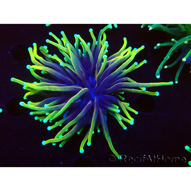 WYSIWYG Euphyllia glabrescens (Marikultur, akklimatisiert unter LED) 8M5