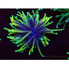 WYSIWYG Euphyllia glabrescens (Mariculture acclimaté sous LED) 8M5