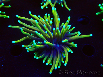 WYSIWYG Euphyllia glabrescens (Mariculture acclimated under LED) 8M6