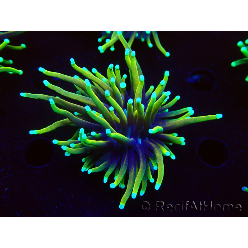 WYSIWYG Euphyllia glabrescens Nuclear Fusion (Mariculture acclimaté sous LED) 8C8