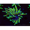 WYSIWYG Euphyllia glabrescens Nuclear Fusion (Mariculture acclimaté sous LED) 8C8