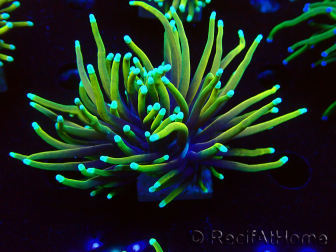 WYSIWYG Euphyllia glabrescens (Mariculture acclimaté sous LED) 8D2