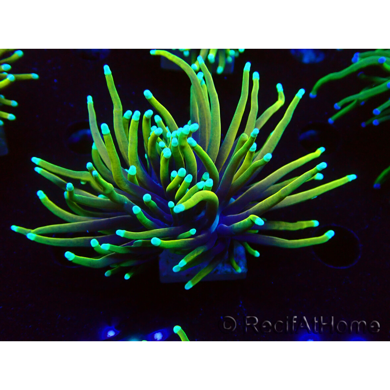 WYSIWYG Euphyllia glabrescens (Marikultur, akklimatisiert unter LED) 8D2