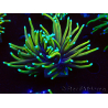WYSIWYG Euphyllia glabrescens (Mariculture acclimated under LED) 8D2