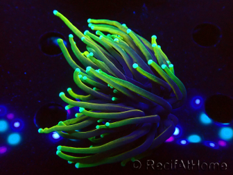 WYSIWYG Euphyllia glabrescens (Mariculture acclimated under LED) 8D3