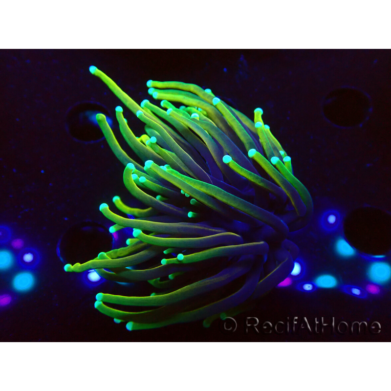 WYSIWYG Euphyllia glabrescens (Mariculture acclimated under LED) 8D3