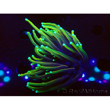 WYSIWYG Euphyllia glabrescens (Maricoltura acclimatata sotto LED) 8D3