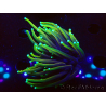 WYSIWYG Euphyllia glabrescens (Mariculture acclimaté sous LED) 8D3