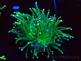 WYSIWYG Euphyllia glabrescens (Maricultura aclimatada bajo LED) 8D4
