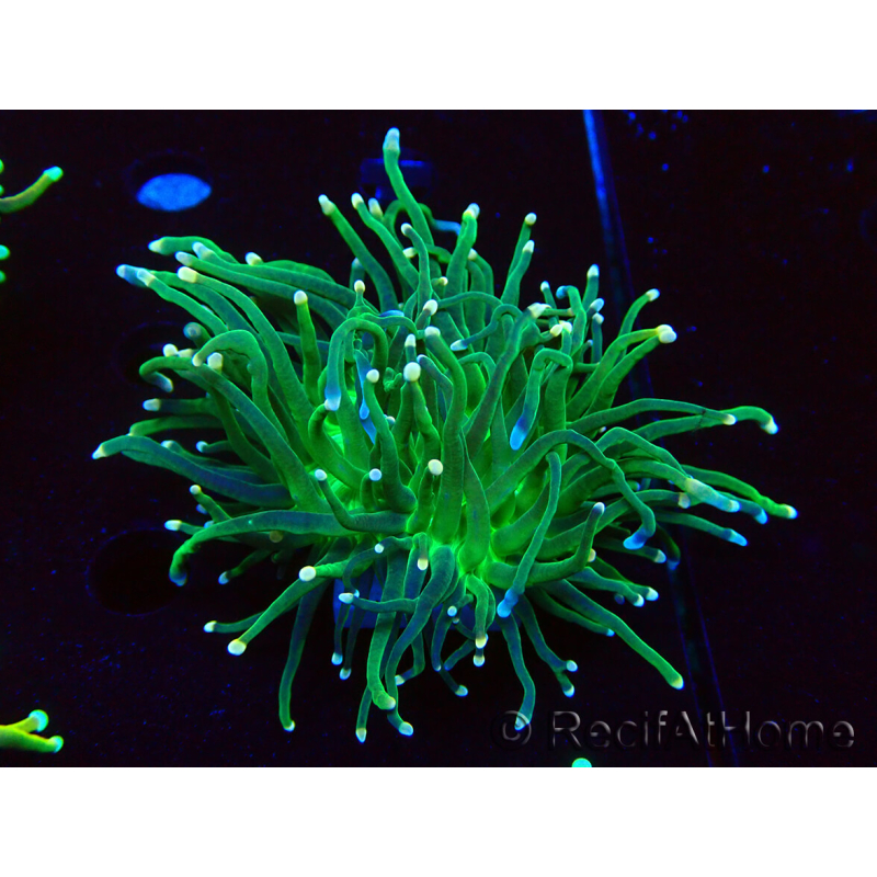 WYSIWYG Euphyllia glabrescens (Mariculture acclimated under LED) 8D4