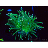 WYSIWYG Euphyllia glabrescens (Mariculture acclimated under LED) 8D4