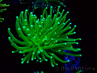 WYSIWYG Euphyllia glabrescens (Mariculture acclimated under LED) 8D6