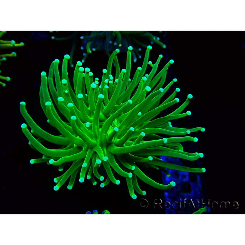 WYSIWYG Euphyllia glabrescens (Mariculture acclimaté sous LED) 8D6
