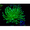 WYSIWYG Euphyllia glabrescens (Maricultura aclimatada bajo LED) 8D6