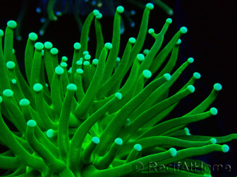 WYSIWYG Euphyllia glabrescens (Mariculture acclimaté sous LED) 8D6