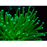 WYSIWYG Euphyllia glabrescens (Mariculture acclimaté sous LED) 8D6