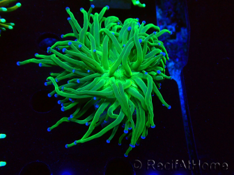 WYSIWYG Euphyllia glabrescens (Maricultura aclimatada bajo LED) 8N1