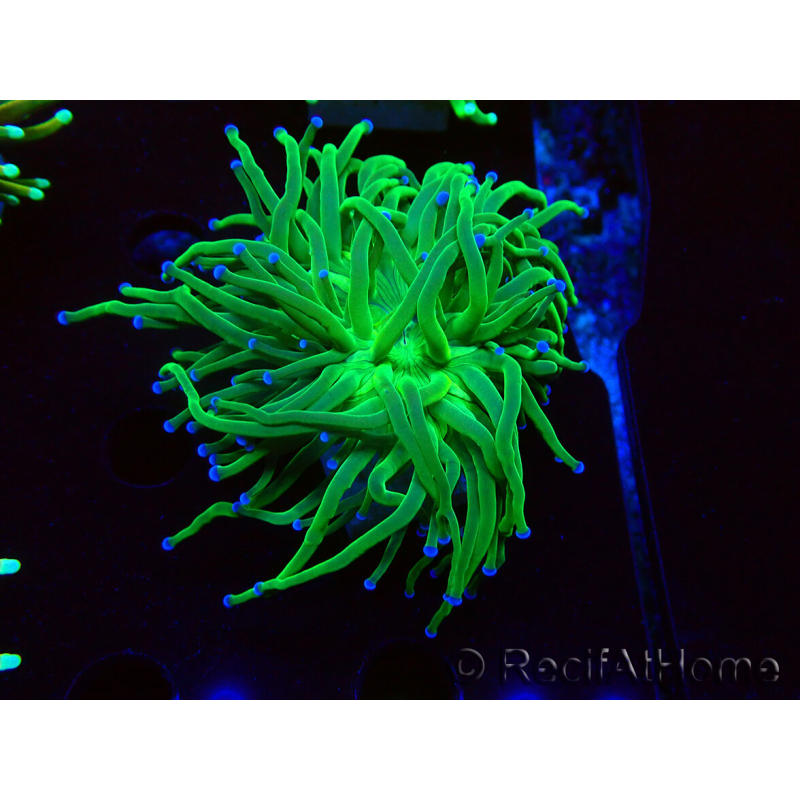 WYSIWYG Euphyllia glabrescens Nuclear Fusion (Mariculture acclimaté sous LED) 8D7